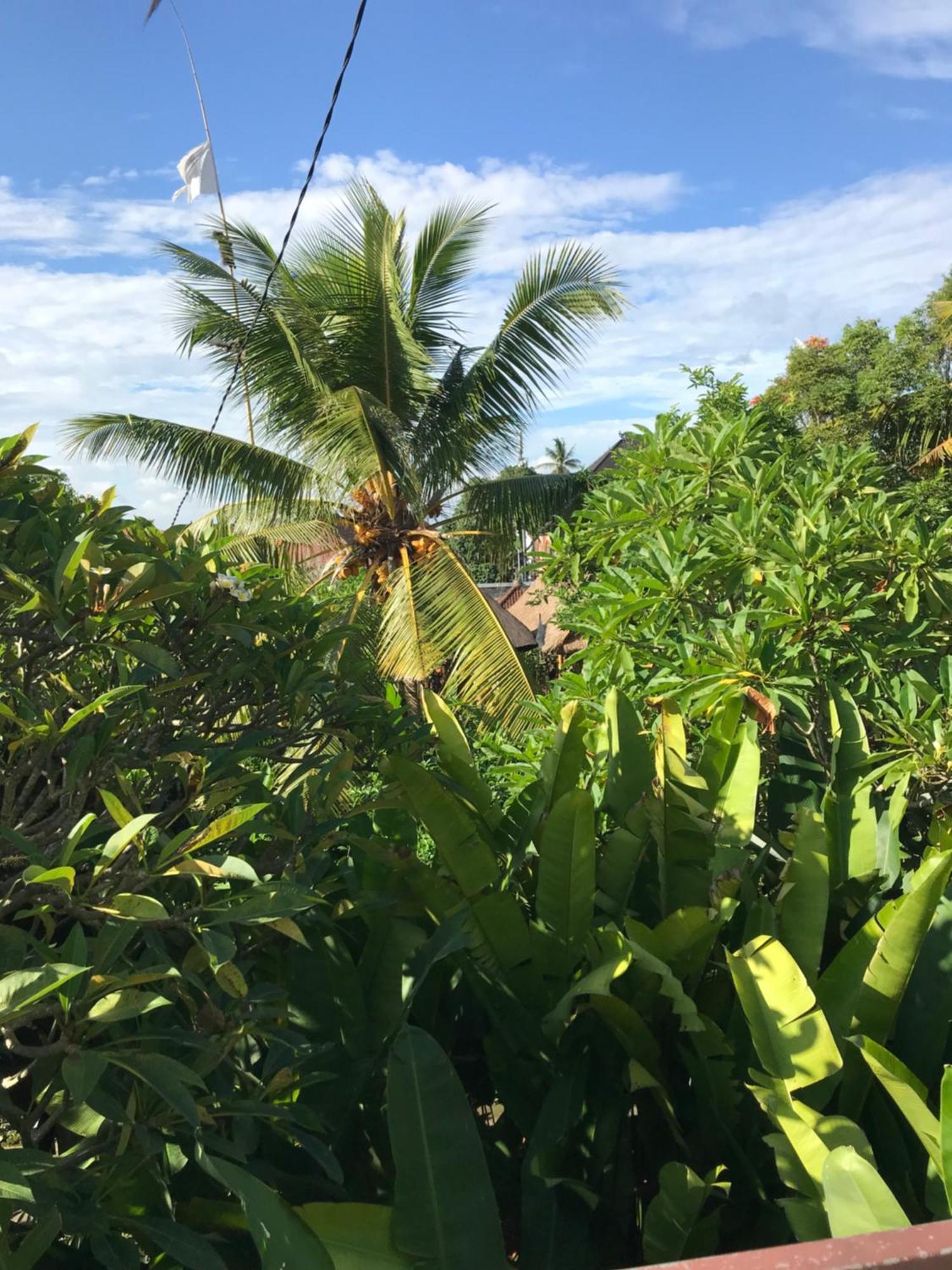 Gus Arditya Homestay Ubud Dış mekan fotoğraf