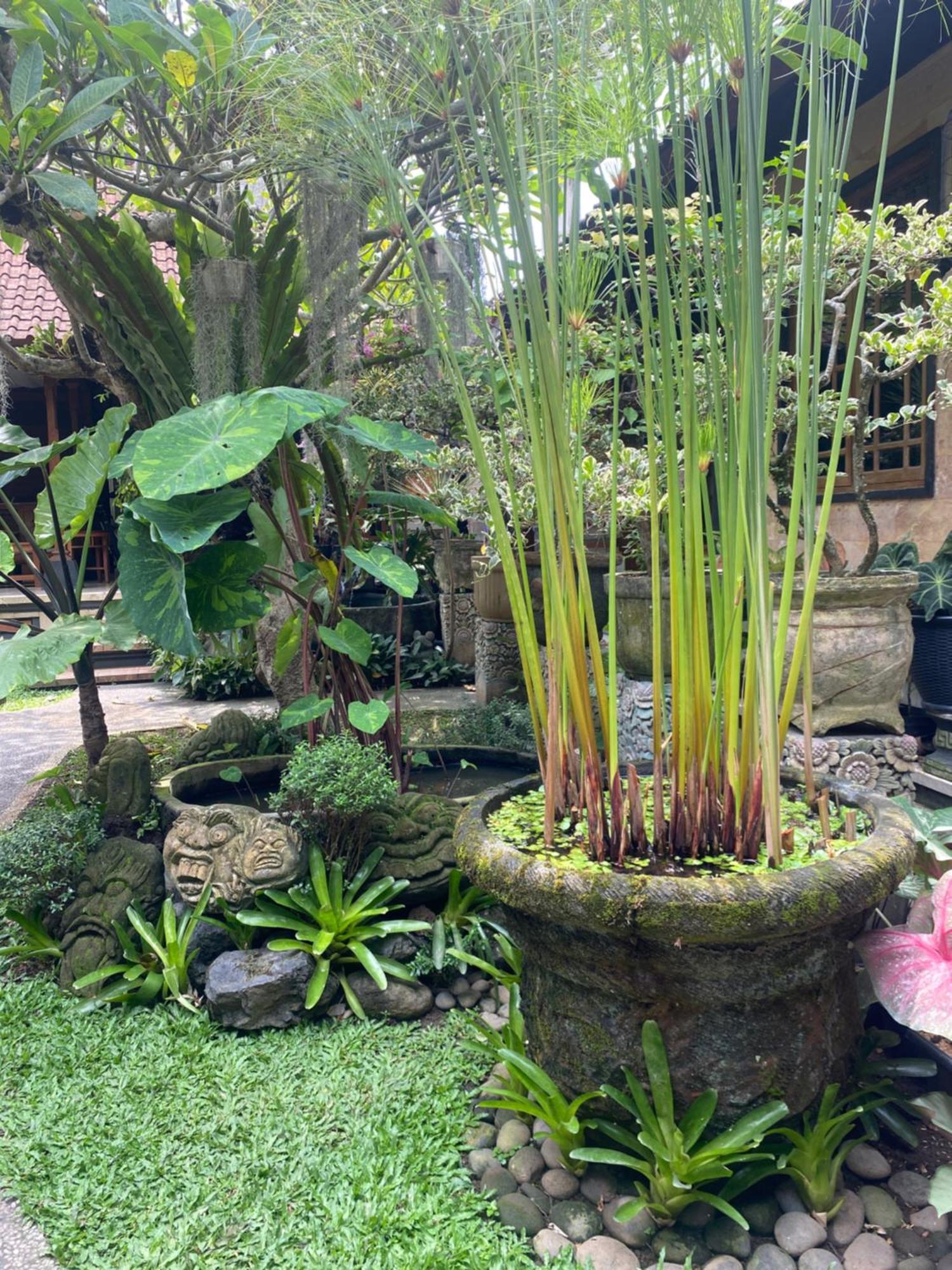 Gus Arditya Homestay Ubud Dış mekan fotoğraf