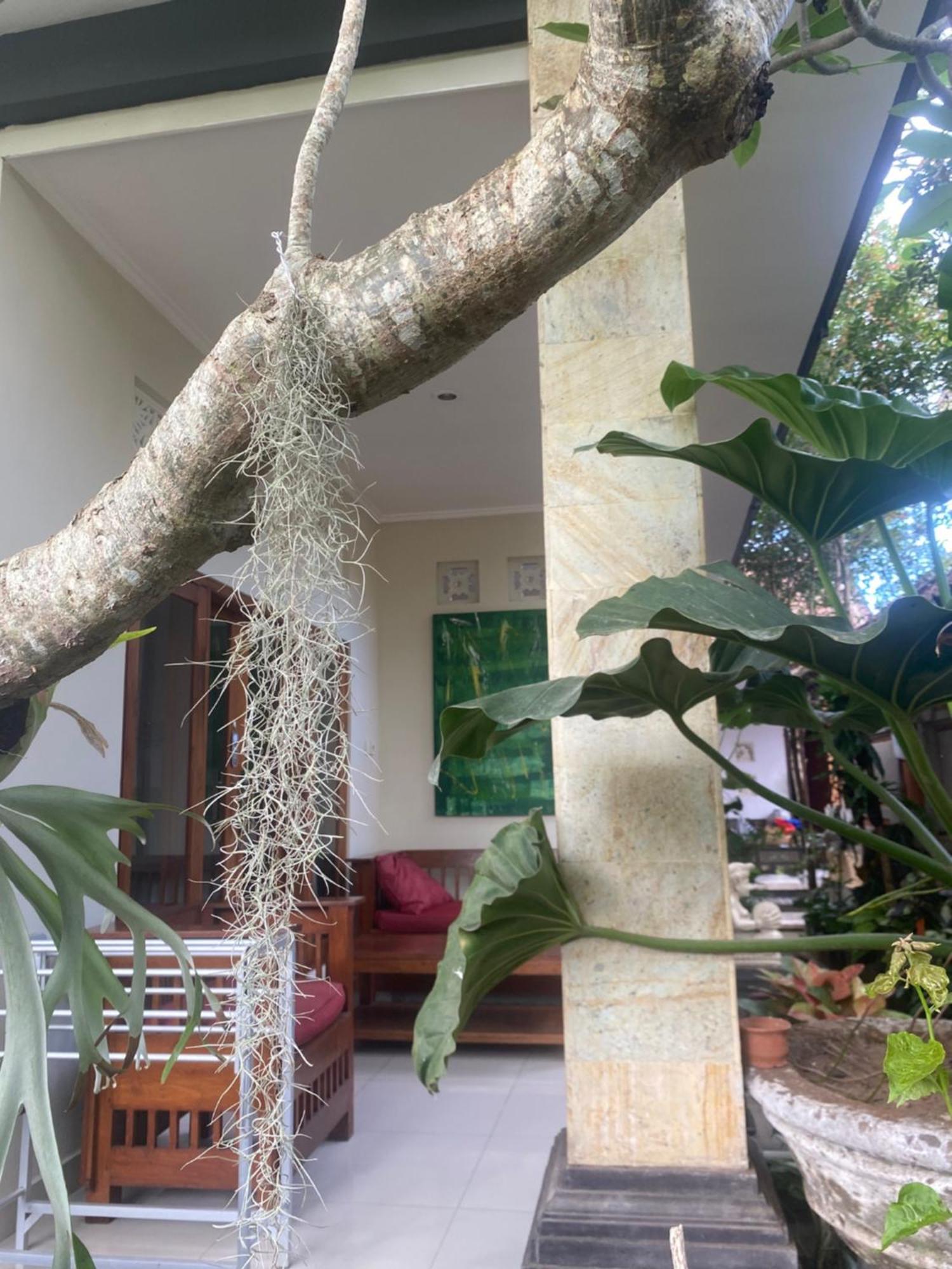 Gus Arditya Homestay Ubud Dış mekan fotoğraf