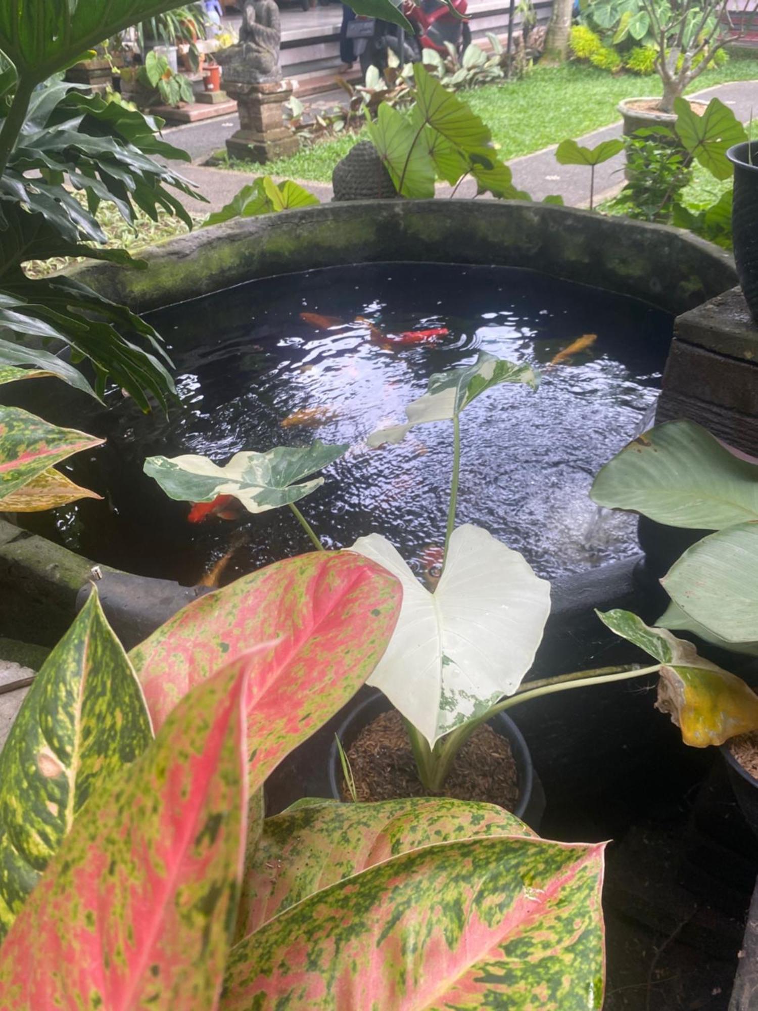 Gus Arditya Homestay Ubud Dış mekan fotoğraf
