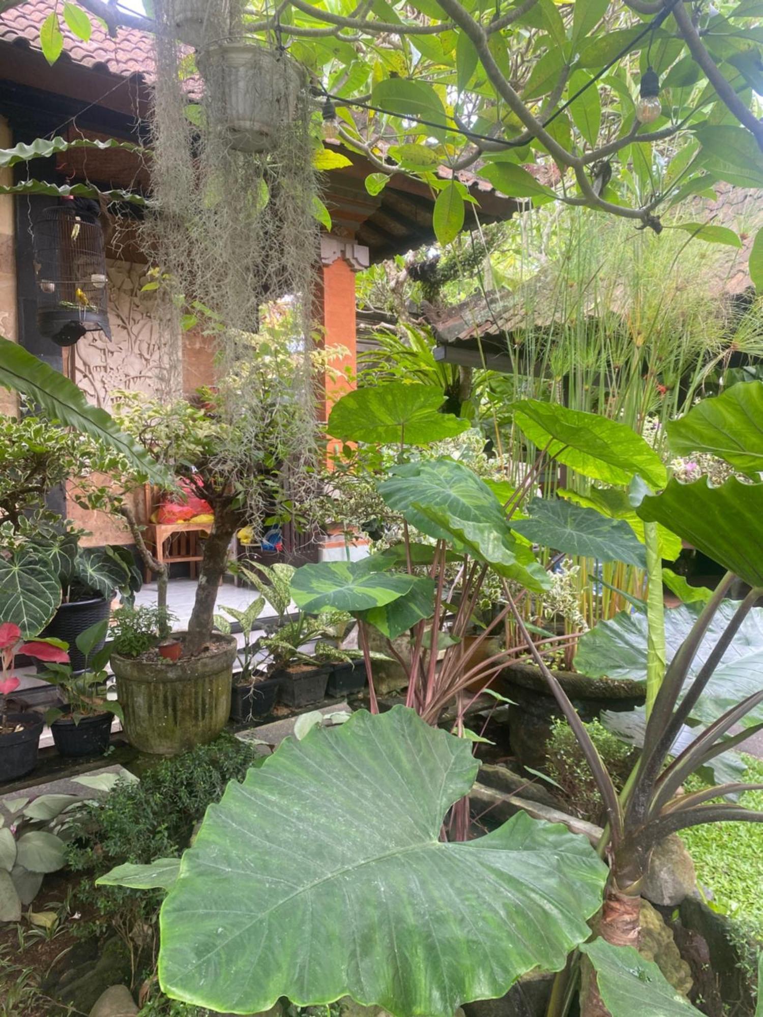 Gus Arditya Homestay Ubud Dış mekan fotoğraf