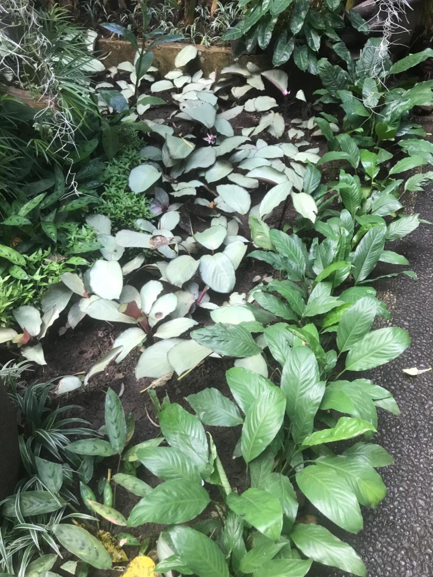 Gus Arditya Homestay Ubud Dış mekan fotoğraf
