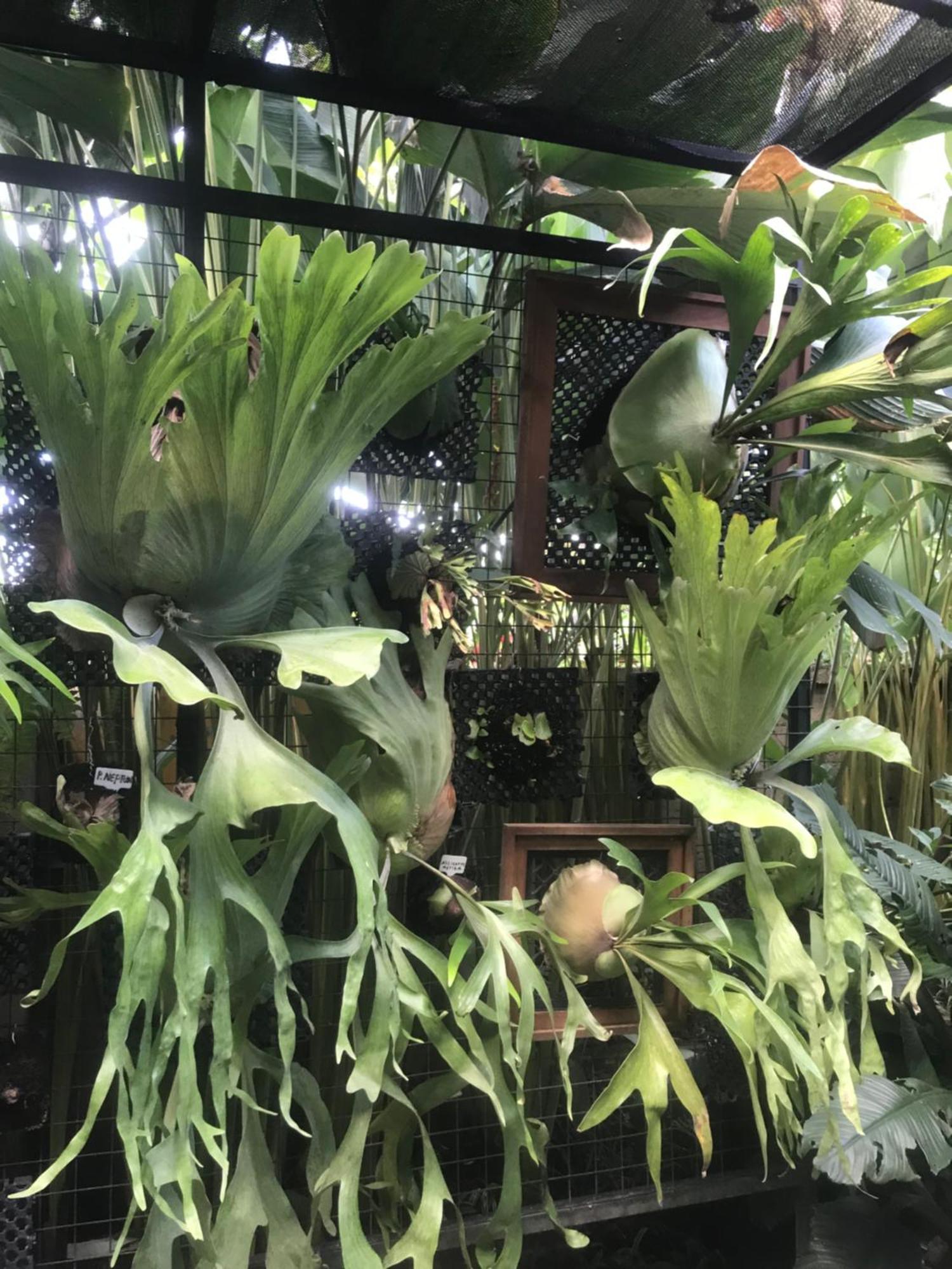 Gus Arditya Homestay Ubud Dış mekan fotoğraf