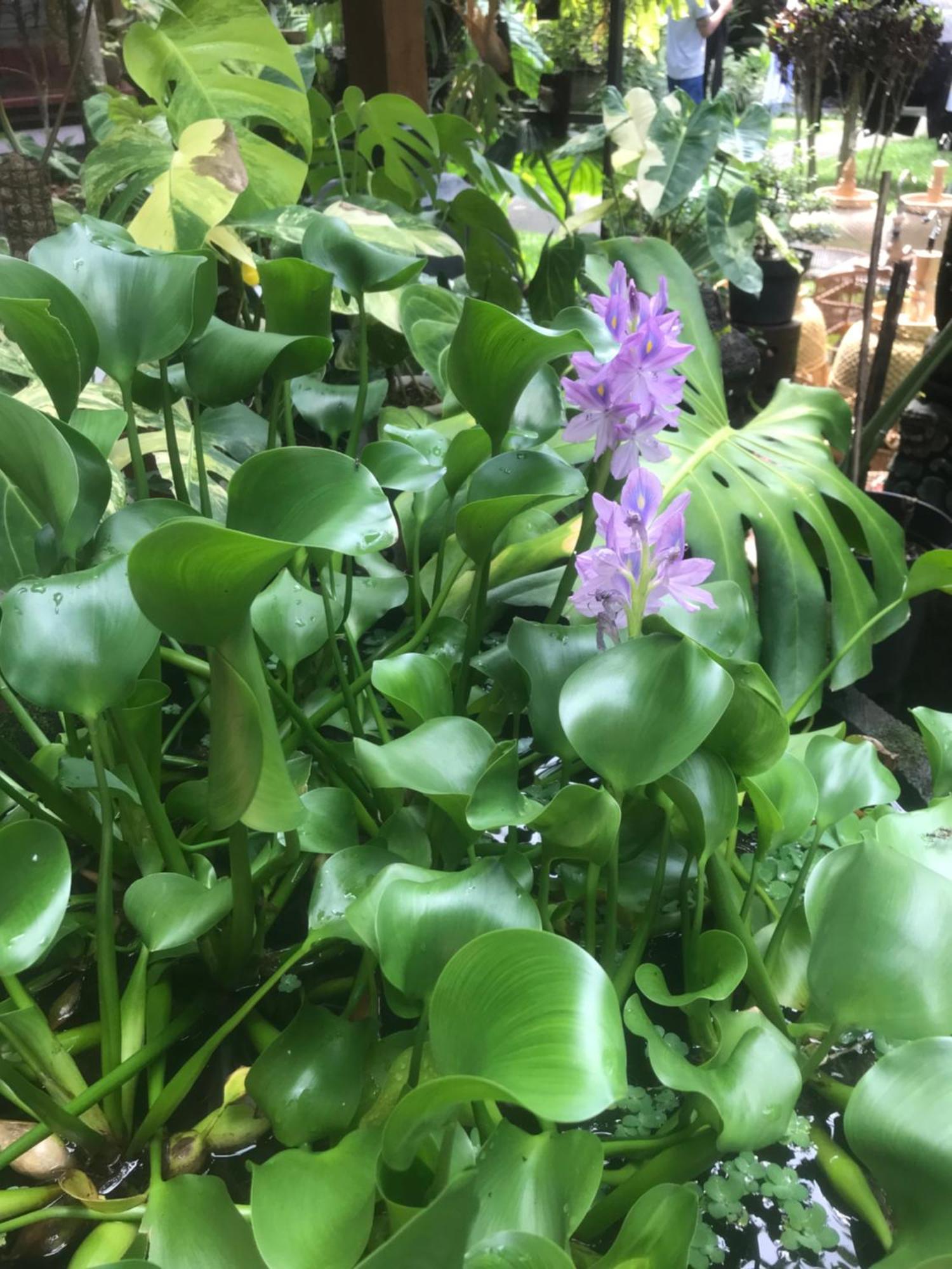 Gus Arditya Homestay Ubud Dış mekan fotoğraf